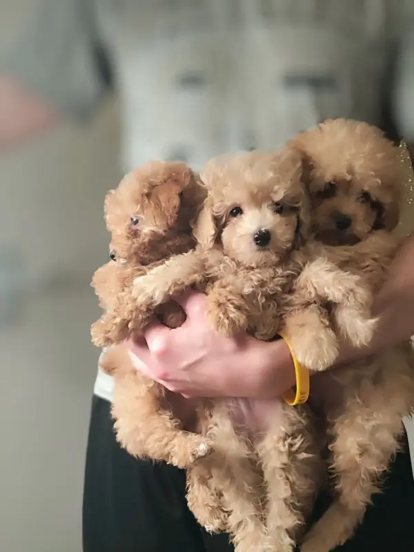 Щенки мальтипу скидка к новому году