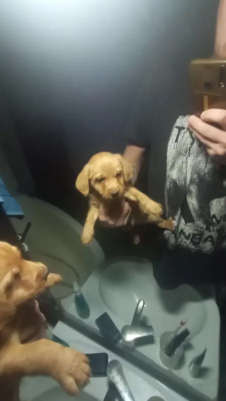 Собаки - Щенки таксы и дворняжки - Вся Беларусь - Фото 3 Щенки таксы и дворняжки - Вся Беларусь - 229600 - Доска объявлений Kupika.by - Фото 3