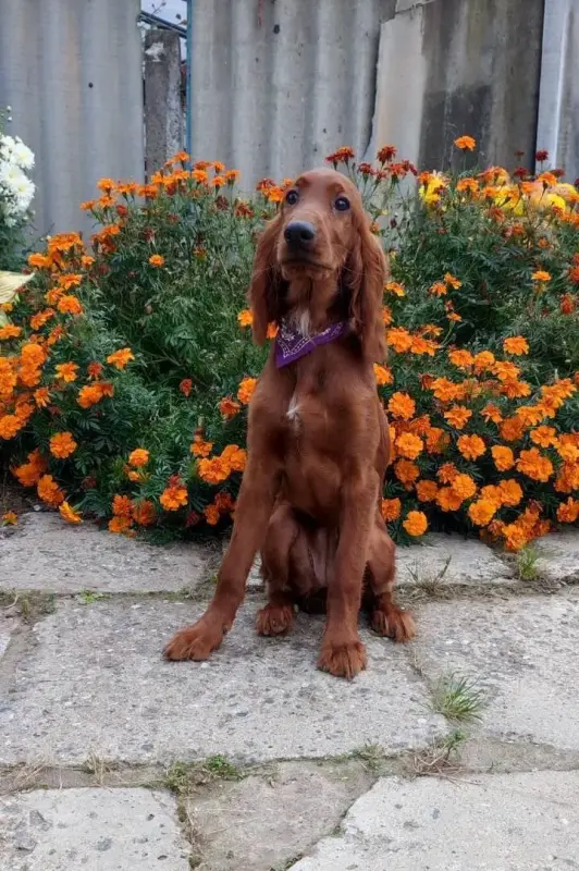 Девочка ирландского сеттера