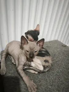 Канадский сфинкс