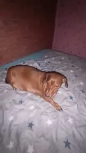 Щенки таксы и дворняжки