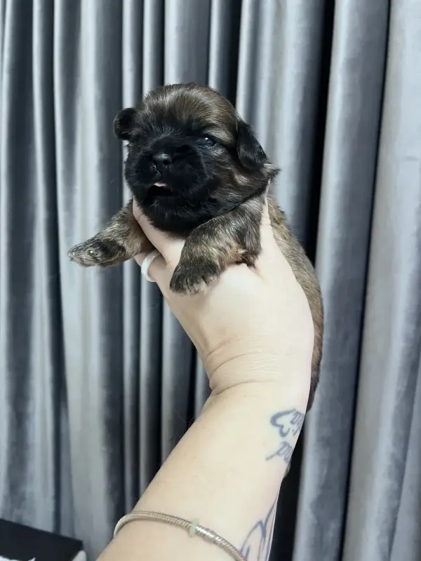 Собаки - Собака - Вся Беларусь - Фото 2 Собака - Вся Беларусь - 229485 - Доска объявлений Kupika.by - Фото 2