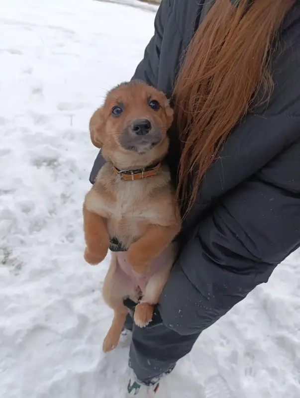 Щенки в поиске семей