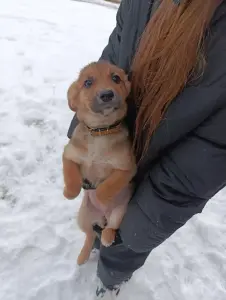 Щенки в поиске семей