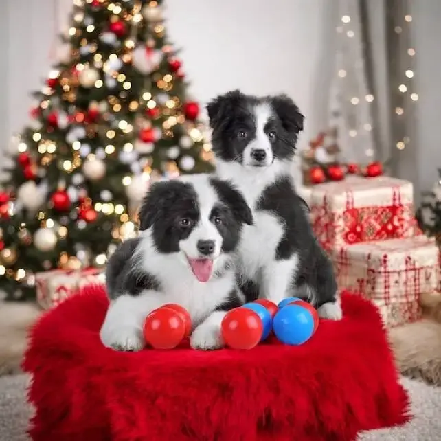 бордер-колли