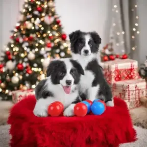 бордер-колли