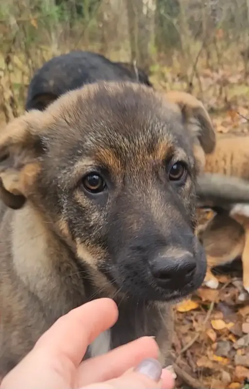 Собаки - Щенок - Глуск - Фото 3 Щенок - Глуск - 229468 - Доска объявлений Kupika.by - Фото 3