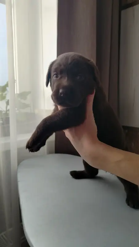 Собаки - Щенки шоколадного лабродора - Вся Беларусь Щенки шоколадного лабродора - Вся Беларусь - 229674 - Доска объявлений Kupika.by