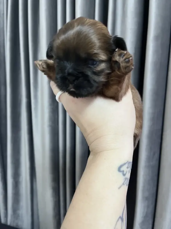 Собаки - Собака - Вся Беларусь - Фото 3 Собака - Вся Беларусь - 229485 - Доска объявлений Kupika.by - Фото 3