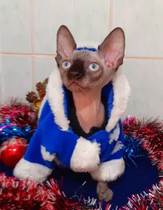 Канадский сфинкс котята