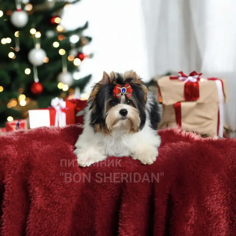 Мальчик бивер