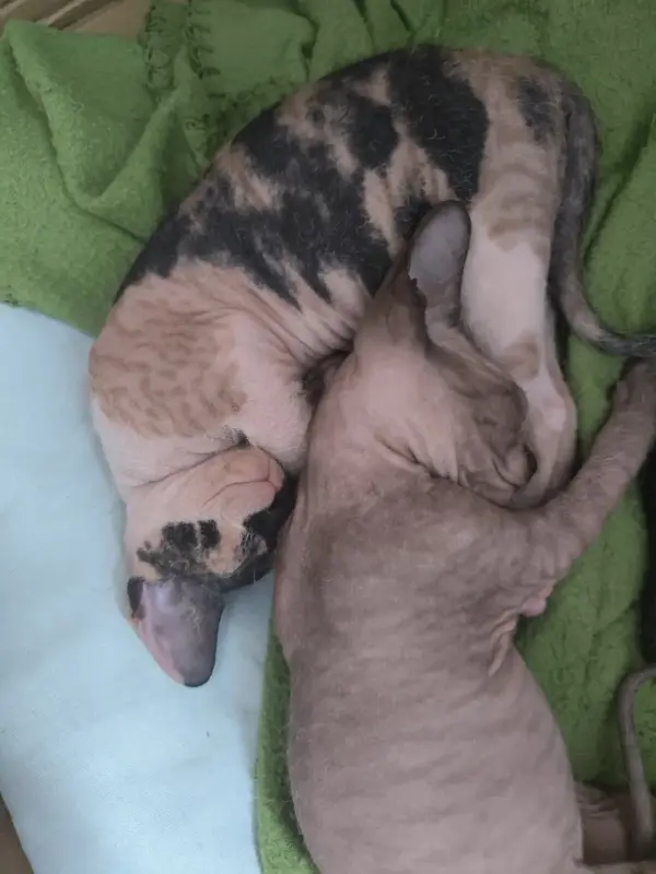 Кошки - Канадский сфинкс - Вся Беларусь - Фото 4 Канадский сфинкс - Вся Беларусь - 231326 - Доска объявлений Kupika.by - Фото 4