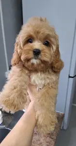 Кавапу щенки