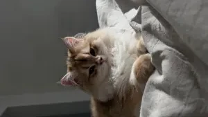 Котенок британской длинношерстной в окрасе золотая шиншилла