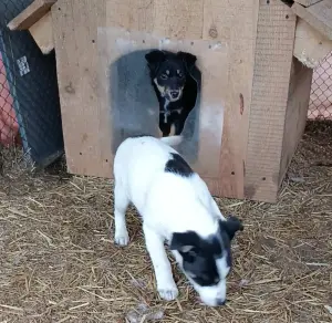 Щенки в поиске домов