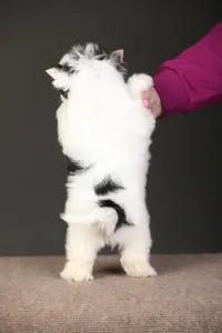 Бивер Йорк девочка