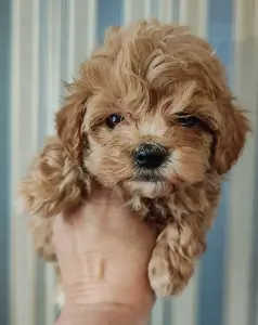 Мальтипу мини мальчик. Цена в рублях.