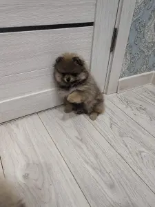 Девочка померанского шпица