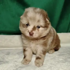 Потрясающие щенки померанского шпица: магия окраса мерле!