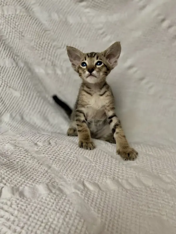 Кошки - Котята петерболд - Вся Беларусь - Фото 7 Котята петерболд - Вся Беларусь - 230095 - Доска объявлений Kupika.by - Фото 7