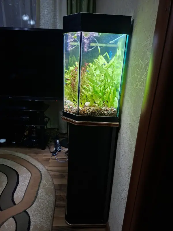 Аквариум - Вся Беларусь - 230505 - Доска объявлений Kupika.by - Фото 3