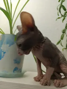 Донской сфинкс