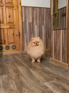 Шпиц шикарный мишка.