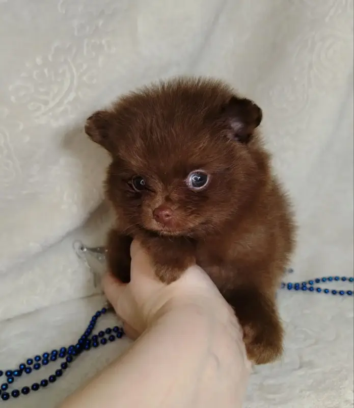 Померанские шпицы мини: шоколадный и мерле. - Вся Беларусь - 231066 - Доска объявлений Kupika.by - Фото 2