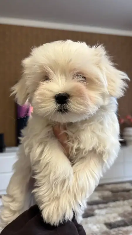 Щенки мальтийской болонки 1 девочка 3 мальчика