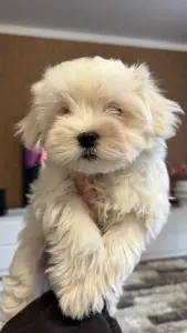 Щенки мальтийской болонки 1 девочка 3 мальчика