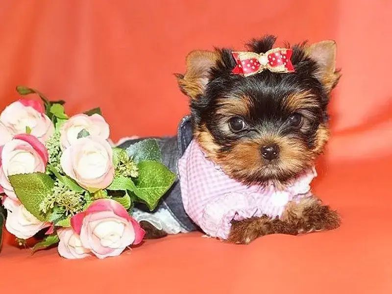 ЙОРКШИРСКИЙ ТЕРЬЕР