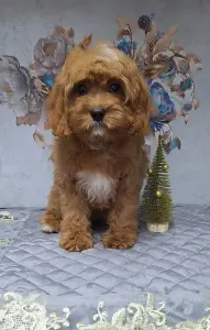 Кавапу щенки