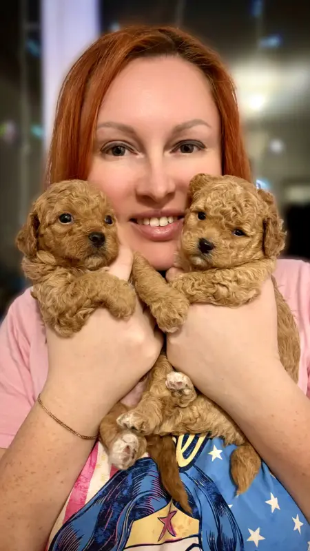 Собаки - Щенки Мальтипу - Вся Беларусь - Фото 5 Щенки Мальтипу - Вся Беларусь - 229752 - Доска объявлений Kupika.by - Фото 5