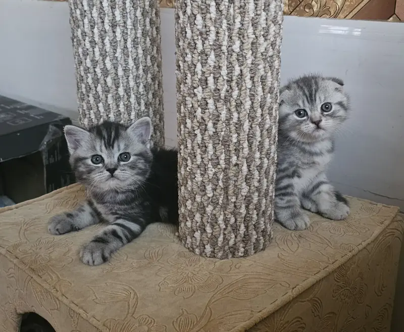 Шотландские котята