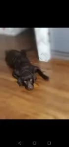 Щенок лабрадора