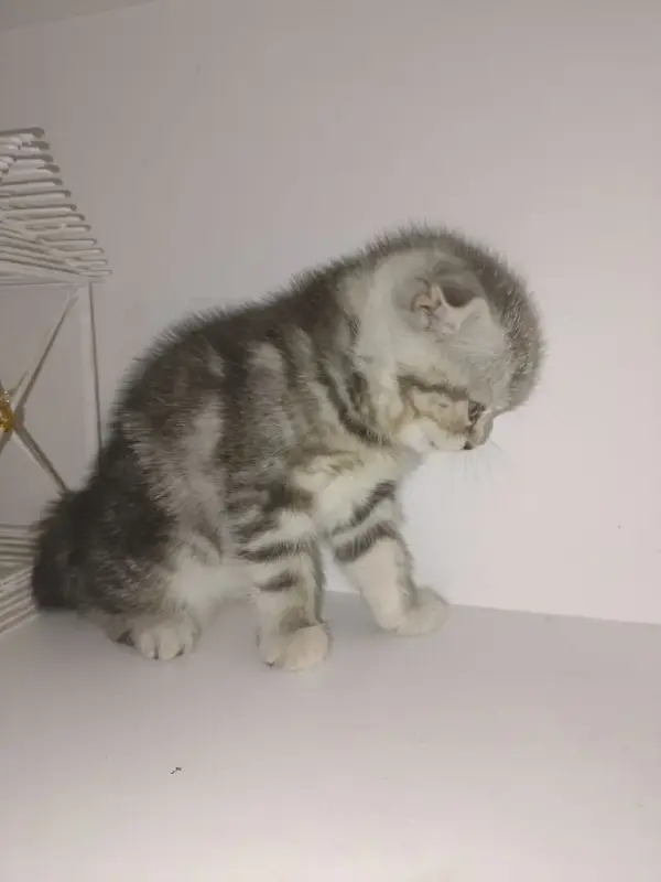 Шотландский вислоухий котёнок - Вся Беларусь - 235238 - Доска объявлений Kupika.by - Фото 3