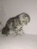 Кошки - Шотландский вислоухий котёнок - Вся Беларусь - Фото 3 Шотландский вислоухий котёнок - Вся Беларусь - 235238 - Доска объявлений Kupika.by - Фото 3