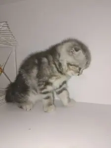 Шотландский вислоухий котёнок