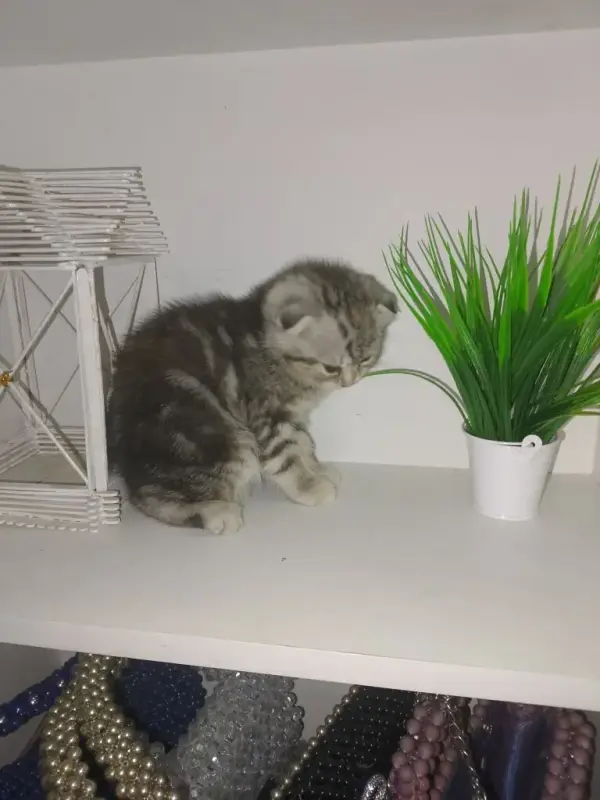 Шотландский вислоухий котёнок - Вся Беларусь - 235238 - Доска объявлений Kupika.by - Фото 4