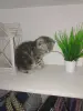 Кошки - Шотландский вислоухий котёнок - Вся Беларусь - Фото 4 Шотландский вислоухий котёнок - Вся Беларусь - 235238 - Доска объявлений Kupika.by - Фото 4