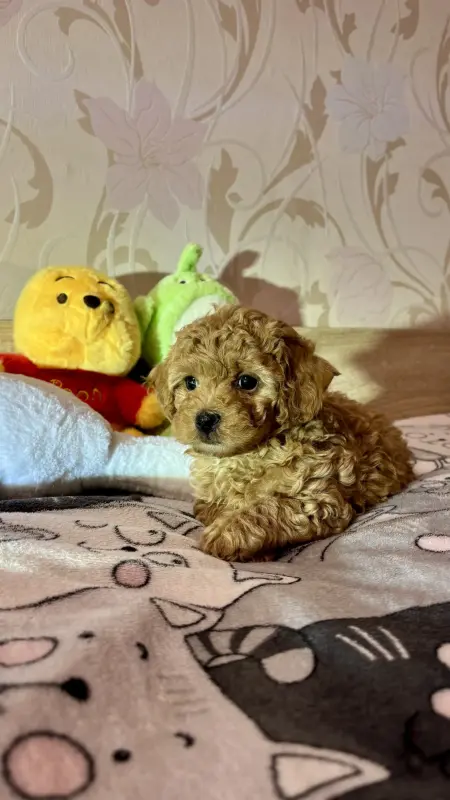 Щенки Мальтипу