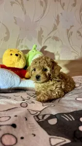 Щенки Мальтипу