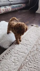 Щенок Той пуделя с родословной