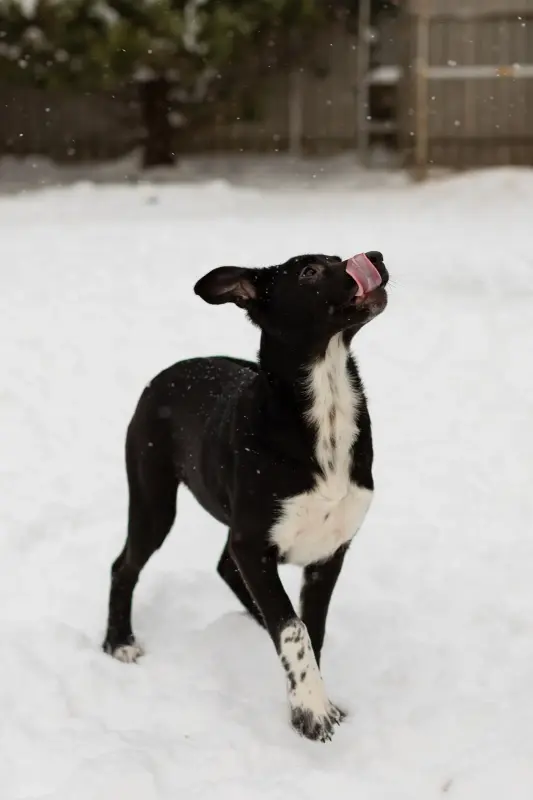 Собаке Крошечке очень нужен дом - Вся Беларусь - 233832 - Доска объявлений Kupika.by - Фото 3