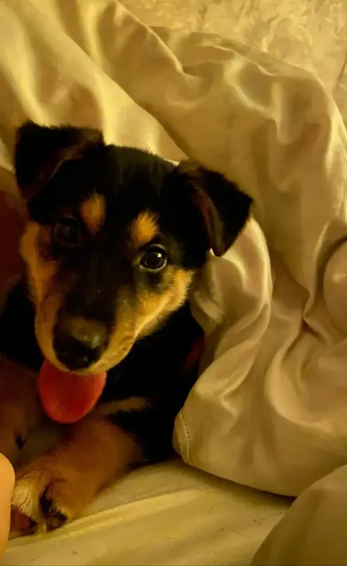 Щенки в дар