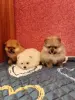 Собаки - Померанский шпиц. - Вся Беларусь - Фото 2 Померанский шпиц. - Вся Беларусь - 235143 - Доска объявлений Kupika.by - Фото 2