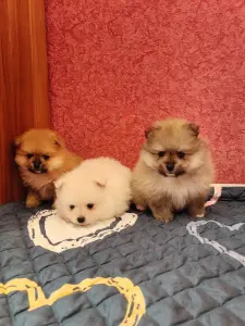 Померанский шпиц.