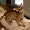 Абиссинский котёнок, мальчик - Вся Беларусь - 234314 - Доска объявлений Kupika.by - Фото 3