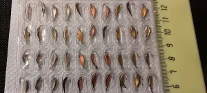 Клопик рыболовный