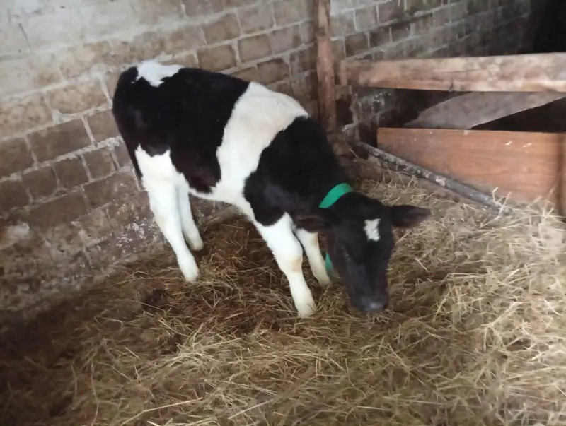 Крс. Бычок молочник